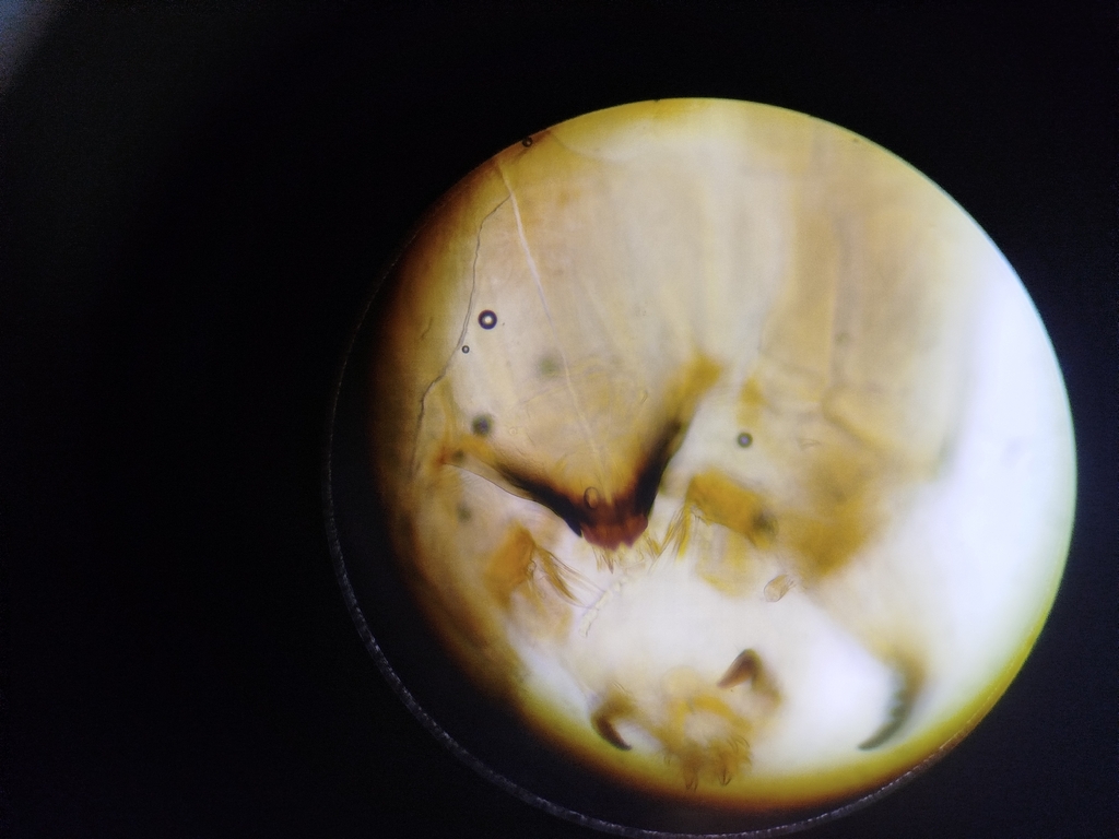 Psectrocladius sordidellus