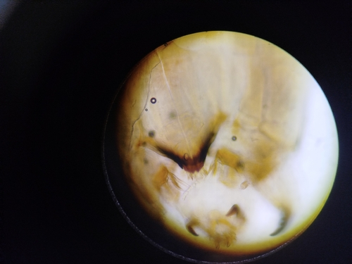 Psectrocladius sordidellus