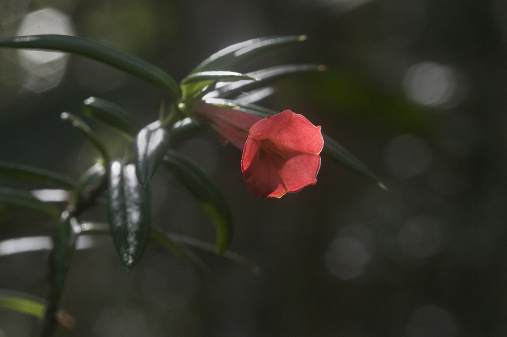 Isidorea pungens