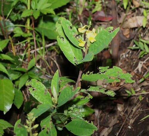Crotalaria mitchellii, photograph 2