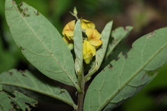 Crotalaria mitchellii, photograph (c) Greg Tasney, some rights reserved (CC BY-SA)