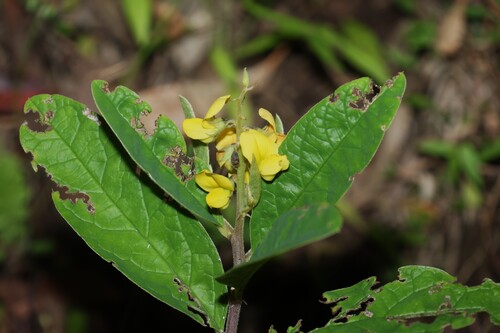 Yellow Rattlepod (Crotalaria mitchellii)
