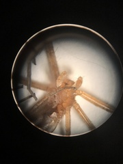 Tetragnatha versicolor