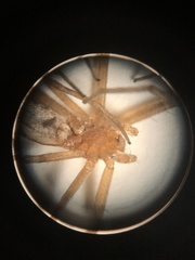 Tetragnatha versicolor