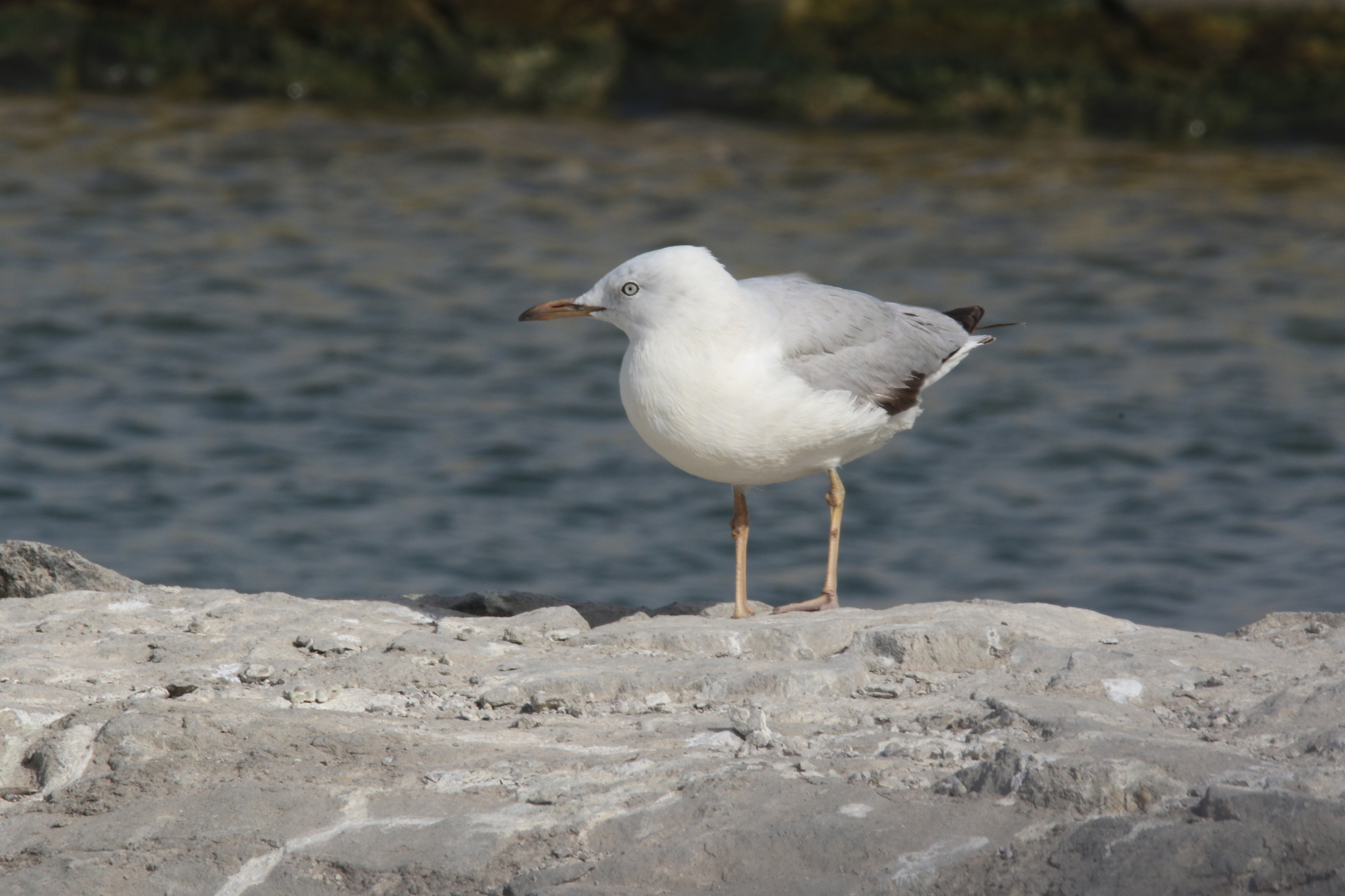 Slender-billed Gull