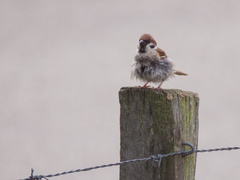 Passer montanus