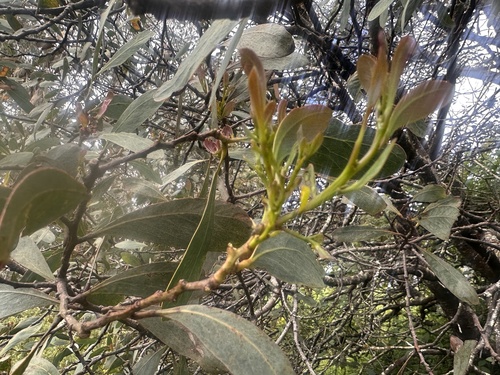 Mountain Hickory Wattle (Acacia obliquinervia)