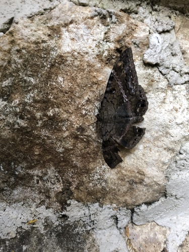 Polilla Bruja