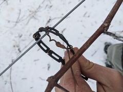 Neolasioptera vitinea