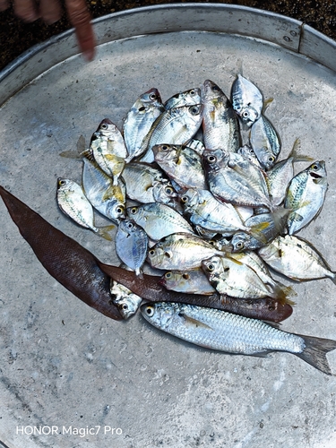 Cynoglossus oligolepis