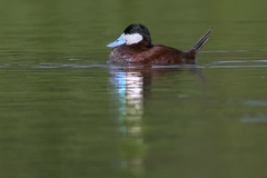 Oxyura jamaicensis