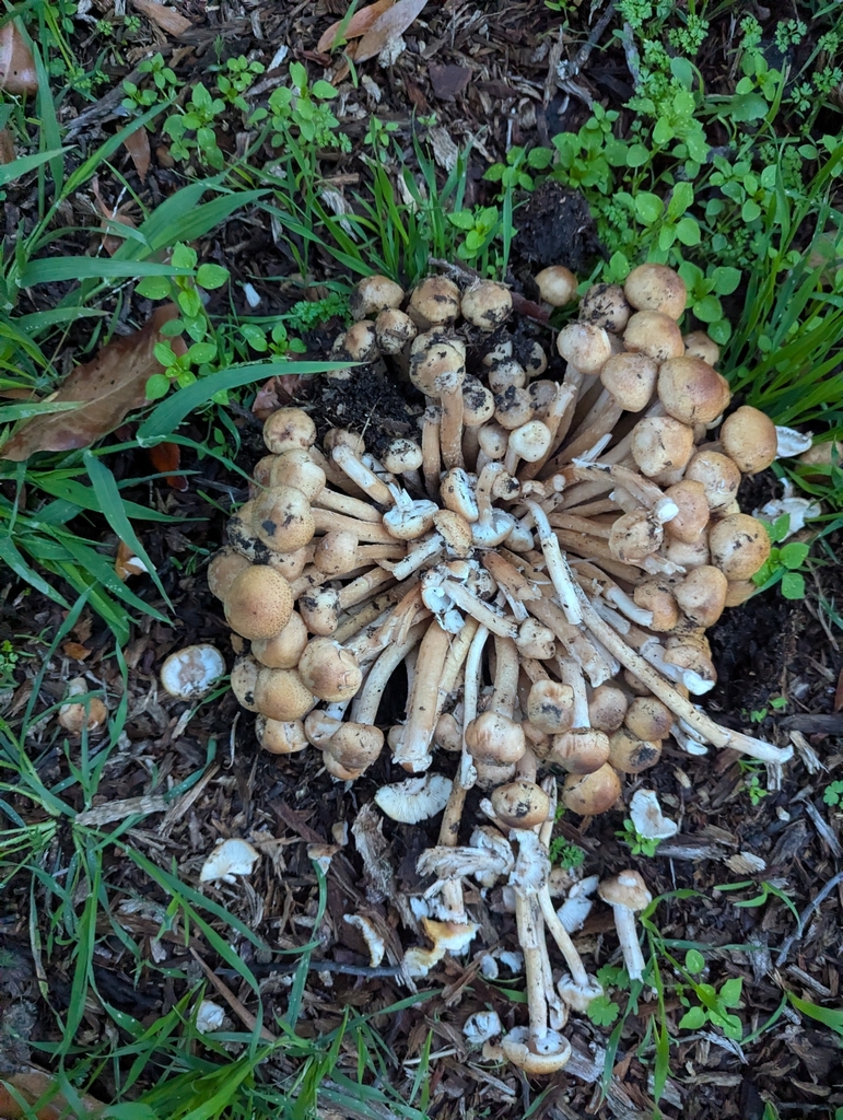 Armillaria mellea