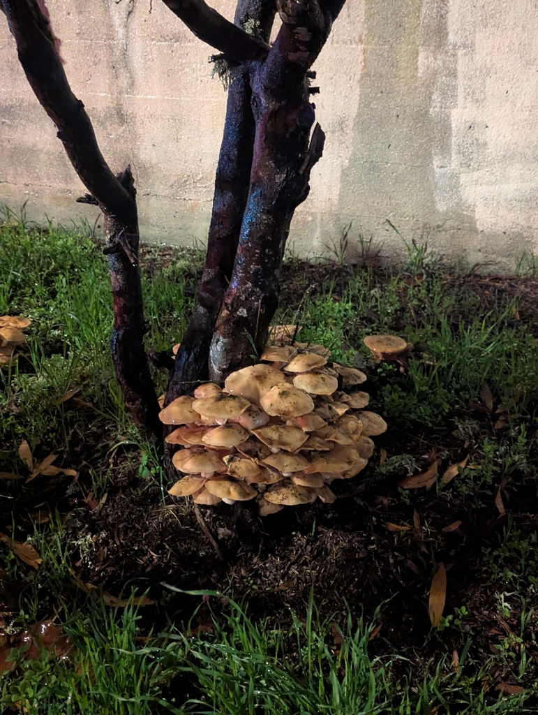 Armillaria mellea · December 2025 · photo: © roozu (iNaturalist, cc-by-sa)