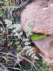 Myriopteris parryi image