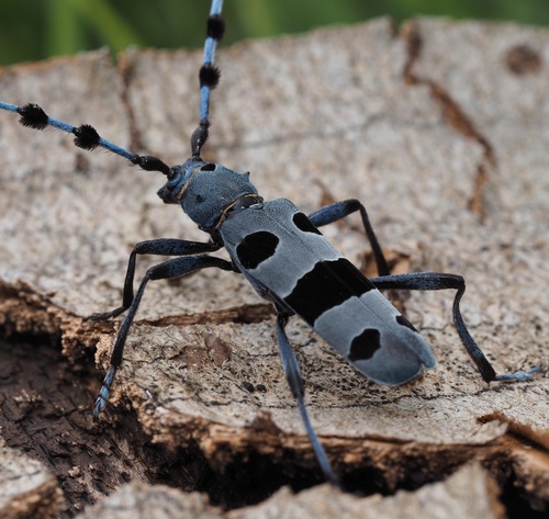 Alpine longhorn Rosalia, photo 3 of 10