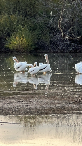 American White Pelican photographed in Arizona
