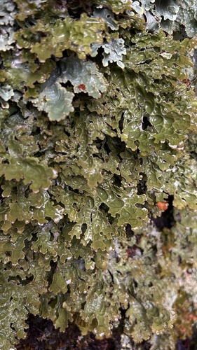 Pseudocyphellaria billardierei observed 2025-12-26