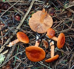 Lactarius subviscidus