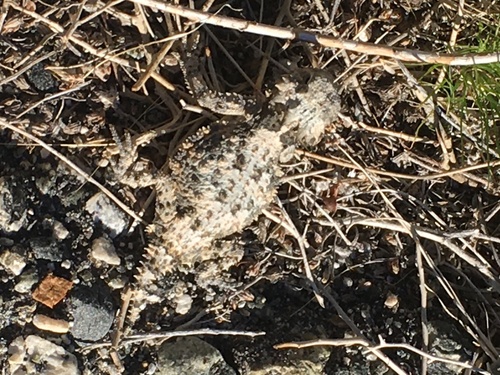 iNaturalist observation photo of Desert Horned Lizard