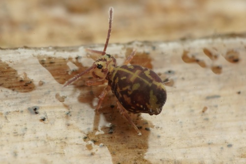 Dicyrtomina ornata, photo 4 of 10