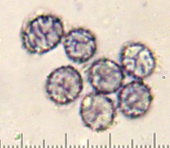 Lactarius subviscidus