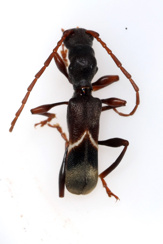 Oxilus koczkai
