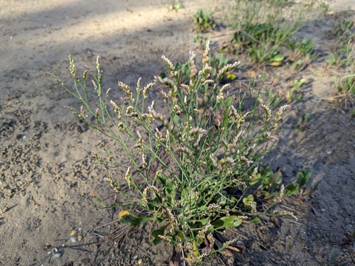 Yellow sea-lavender (Limonium australe)