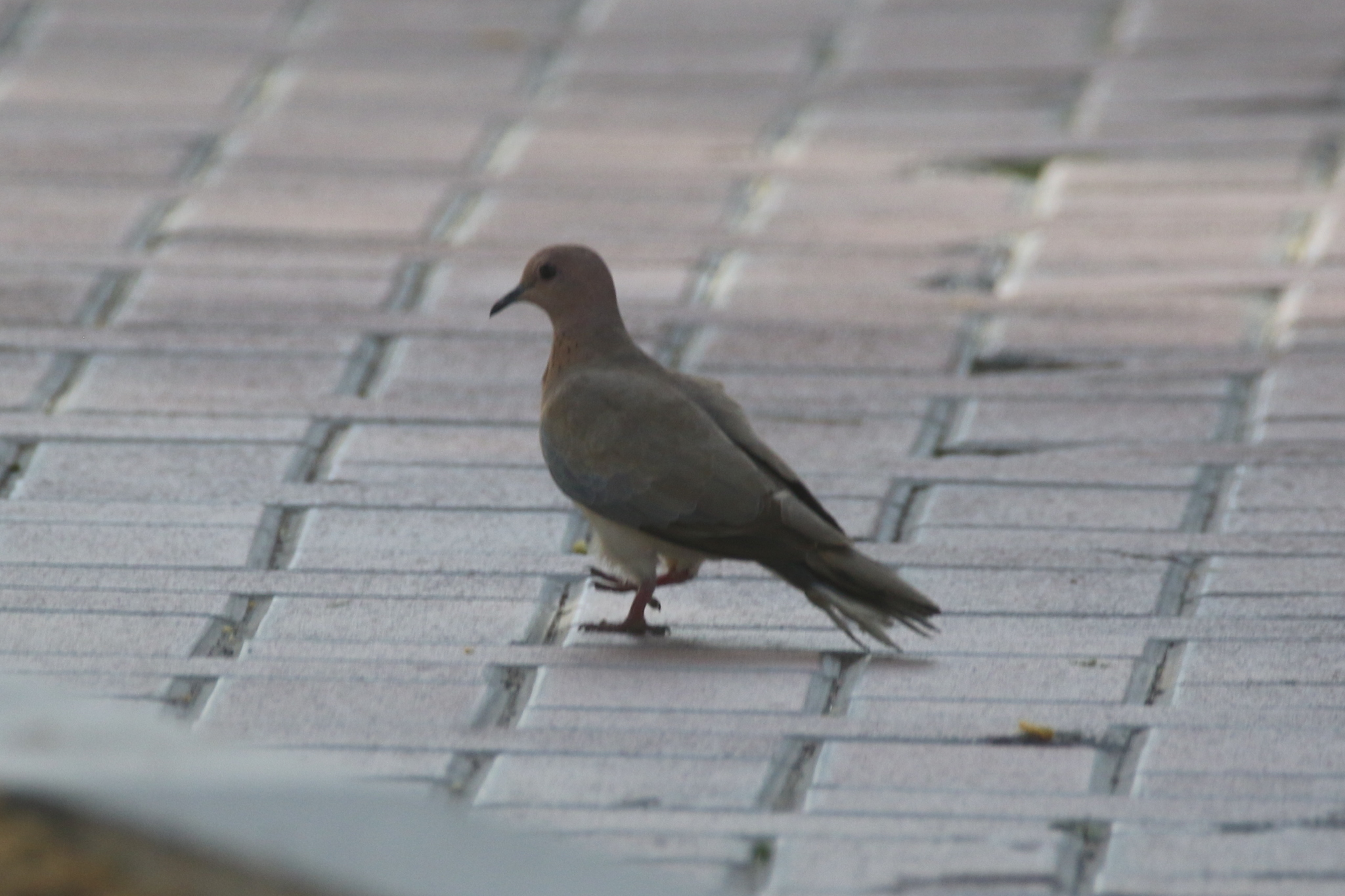 Laughing Dove