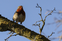 Erithacus rubecula