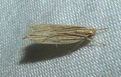 Helcystogramma hystricella