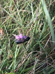 Zygaena filipendulae