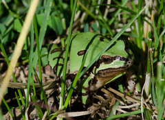 Hyla wrightorum