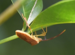 Chondrocera laticornis