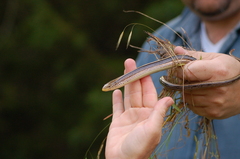 Ophisaurus attenuatus