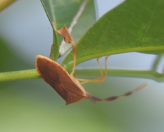 Chondrocera laticornis