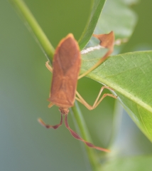 Chondrocera laticornis