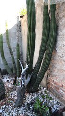 Stenocereus thurberi