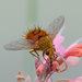 Bristle Flies - Photo (c) Gordon Karre, some rights reserved (CC BY-NC), uploaded by Gordon Karre