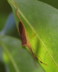 Chondrocera laticornis