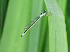 Ischnura elegans