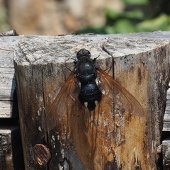 Satyramoeba hetrusca