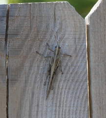 Schistocerca americana