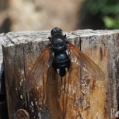 Satyramoeba hetrusca