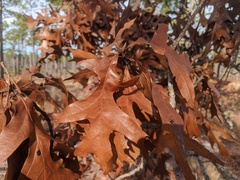 Quercus laevis