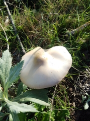 Volvopluteus gloiocephalus