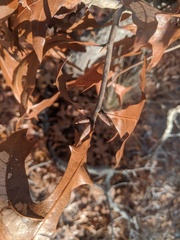 Quercus laevis