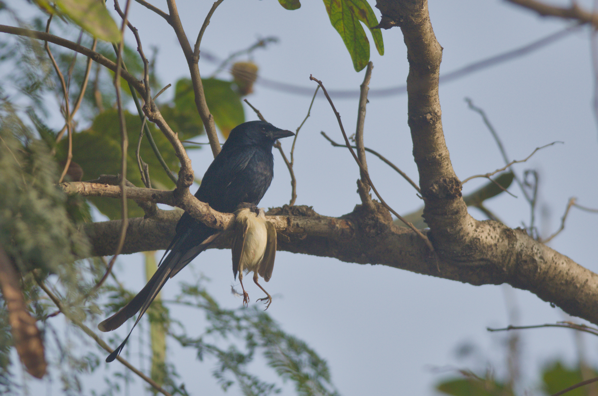 Black Drongo (Dicrurus macrocercus)