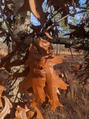 Quercus laevis