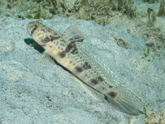 Ocellated Shrimpgoby photo 2