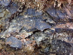 Hydropunctaria maura